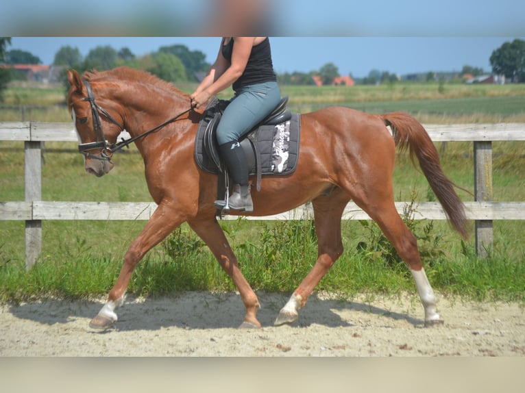Sonstige Rassen Wallach 7 Jahre 147 cm Fuchs in Breda