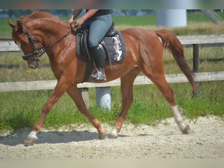 Sonstige Rassen Wallach 7 Jahre 147 cm Fuchs in Breda