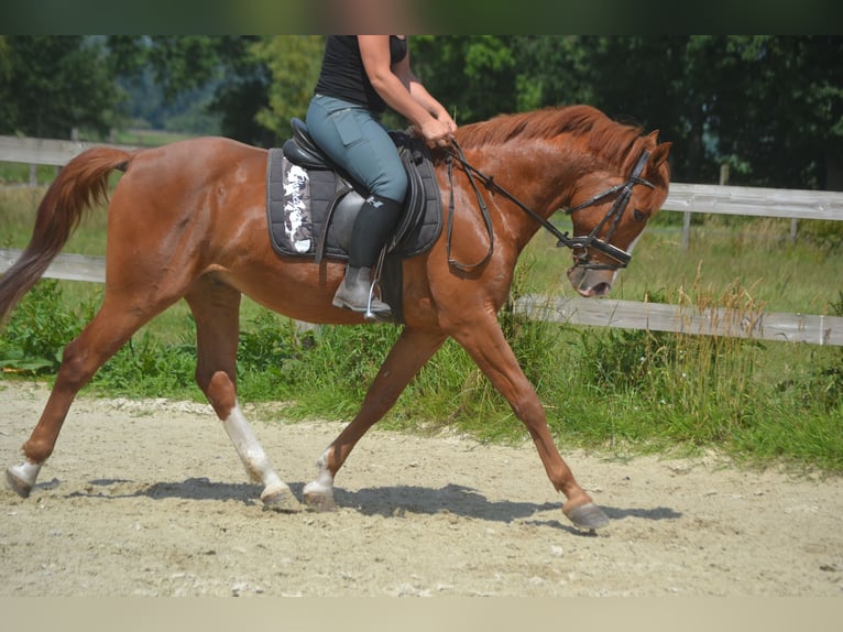 Sonstige Rassen Wallach 7 Jahre 147 cm Fuchs in Breda