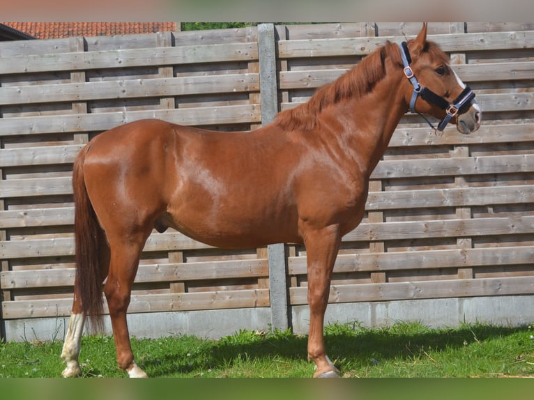 Sonstige Rassen Wallach 7 Jahre 147 cm Fuchs in Breda