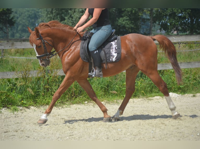 Sonstige Rassen Wallach 7 Jahre 147 cm Fuchs in Breda