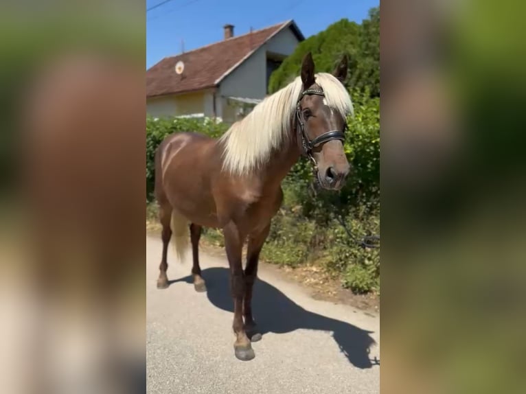 Sonstige Rassen Wallach 7 Jahre 148 cm Dunkelfuchs in Ebeleben