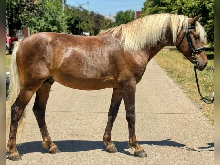 Sonstige Rassen Wallach 7 Jahre 148 cm Dunkelfuchs in Ebeleben