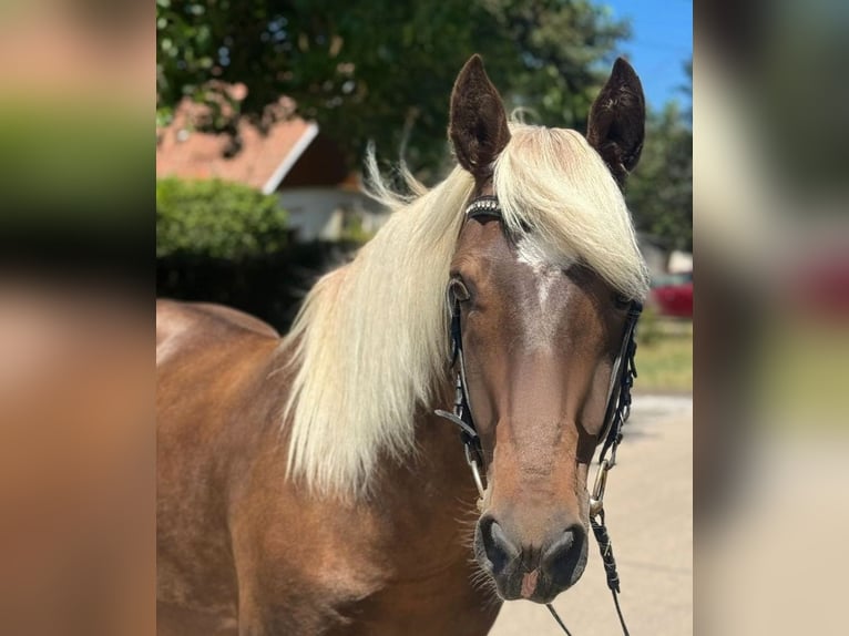 Sonstige Rassen Wallach 7 Jahre 148 cm Dunkelfuchs in Ebeleben