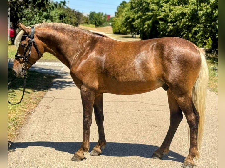 Sonstige Rassen Wallach 7 Jahre 148 cm Dunkelfuchs in Ebeleben