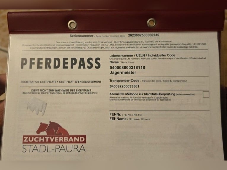 Sonstige Rassen Wallach 7 Jahre 150 cm Brauner in Herzberg