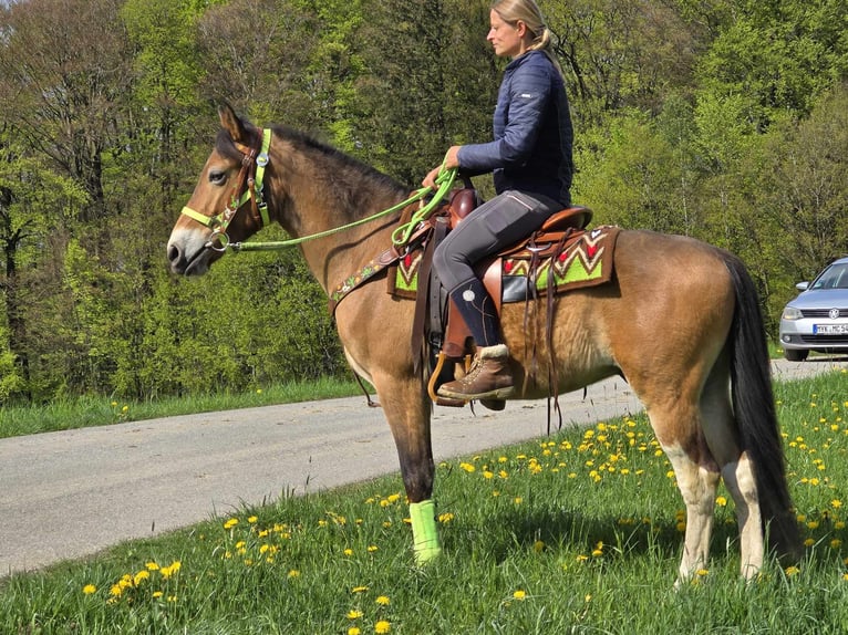 Sonstige Rassen Wallach 7 Jahre 152 cm Brauner in Linkenbach