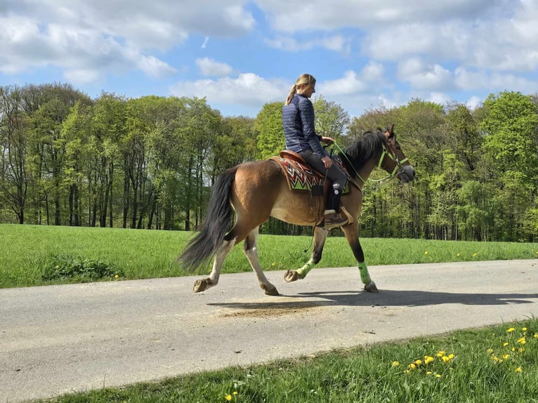 Sonstige Rassen Wallach 7 Jahre 152 cm Brauner in Linkenbach
