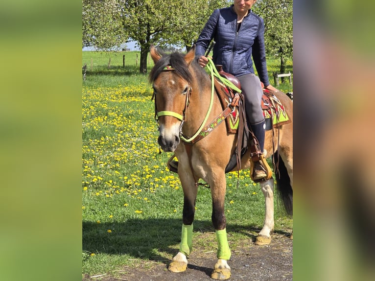 Sonstige Rassen Wallach 7 Jahre 152 cm Brauner in Linkenbach