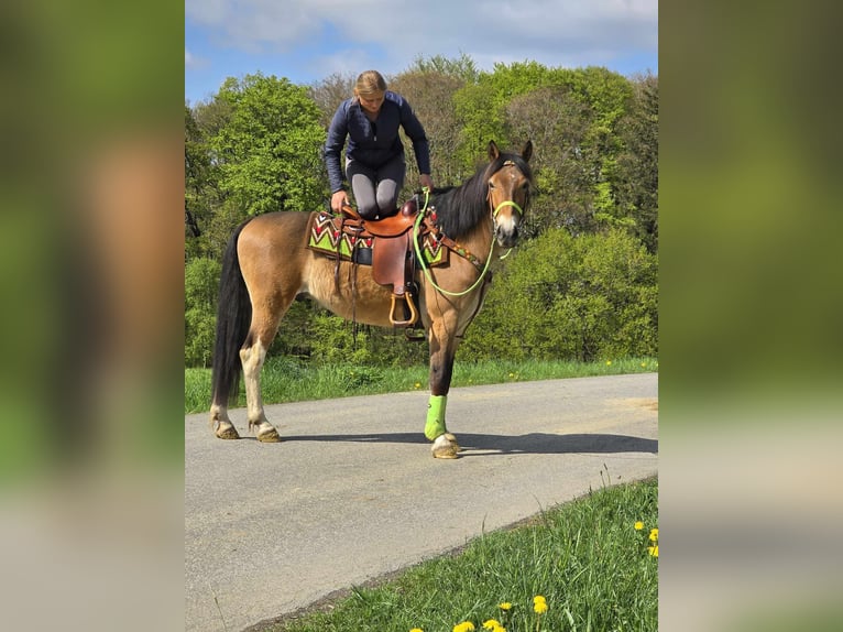 Sonstige Rassen Wallach 7 Jahre 152 cm Brauner in Linkenbach