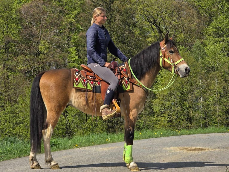 Sonstige Rassen Wallach 7 Jahre 152 cm Brauner in Linkenbach