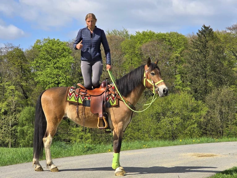 Sonstige Rassen Wallach 7 Jahre 152 cm Brauner in Linkenbach