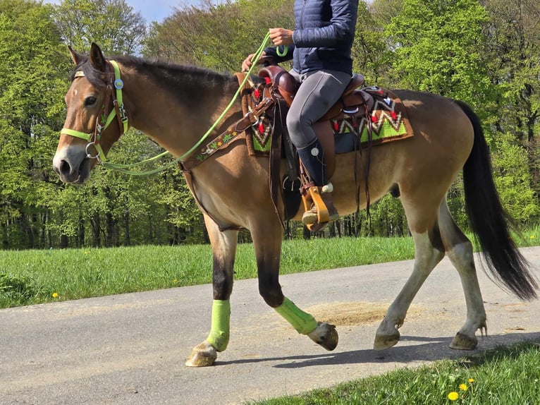 Sonstige Rassen Wallach 7 Jahre 152 cm Brauner in Linkenbach
