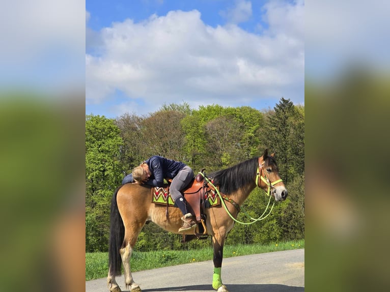 Sonstige Rassen Wallach 7 Jahre 152 cm Brauner in Linkenbach