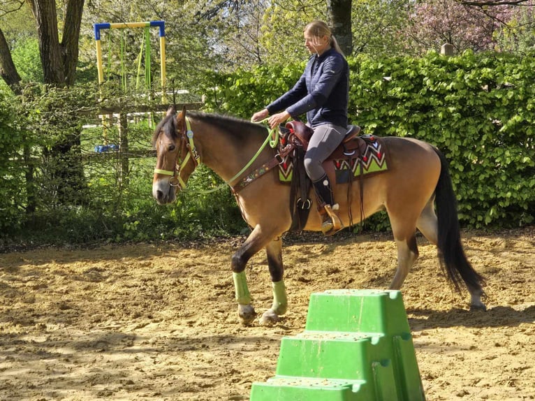 Sonstige Rassen Wallach 7 Jahre 152 cm Brauner in Linkenbach