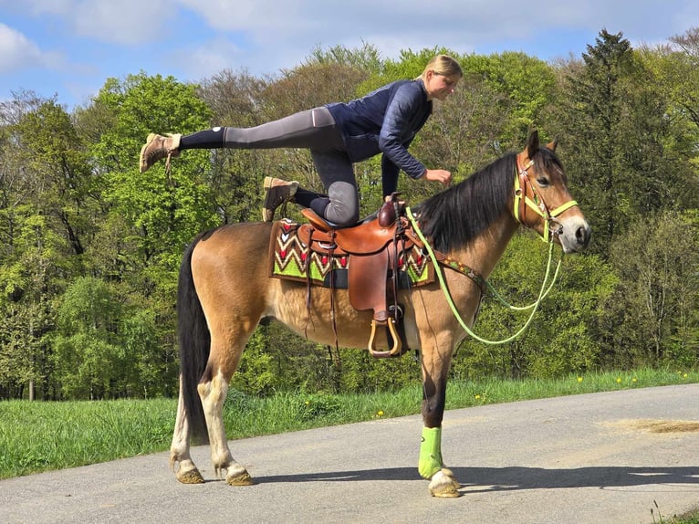 Sonstige Rassen Wallach 7 Jahre 152 cm Brauner in Linkenbach