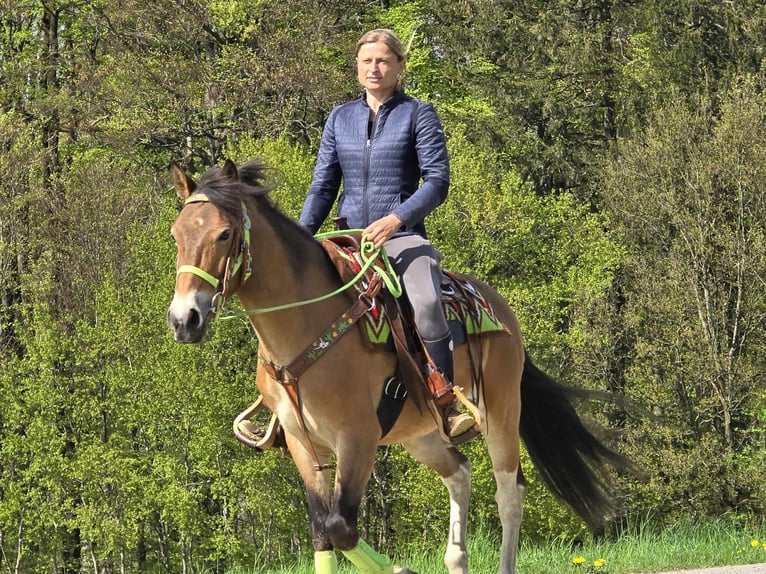 Sonstige Rassen Wallach 7 Jahre 152 cm Brauner in Linkenbach