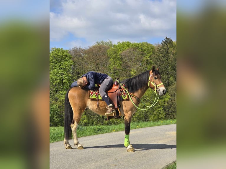 Sonstige Rassen Wallach 7 Jahre 152 cm Brauner in Linkenbach