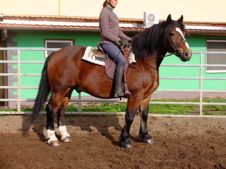 Sonstige Rassen Mix Wallach 7 Jahre 152 cm Braunfalbschimmel in Buttstädt