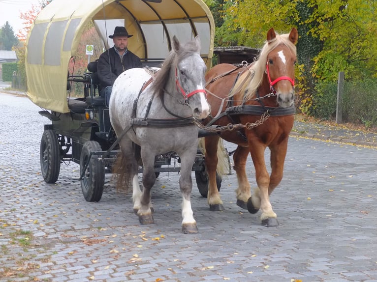 Sonstige Rassen Mix Wallach 7 Jahre 152 cm Braunfalbschimmel in Buttstädt