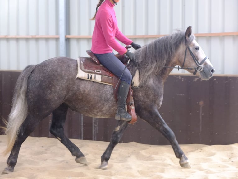 Sonstige Rassen Mix Wallach 7 Jahre 152 cm Braunfalbschimmel in Buttstädt