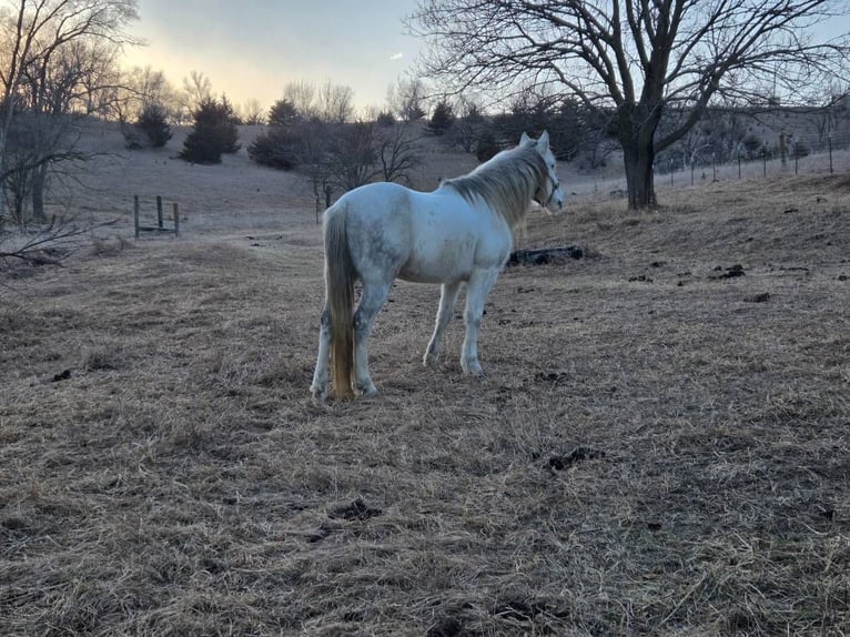 Sonstige Rassen Wallach 7 Jahre 152 cm White in Sioux City