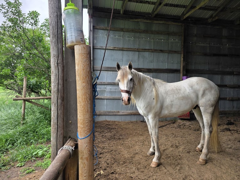 Sonstige Rassen Wallach 7 Jahre 152 cm White in Sioux City