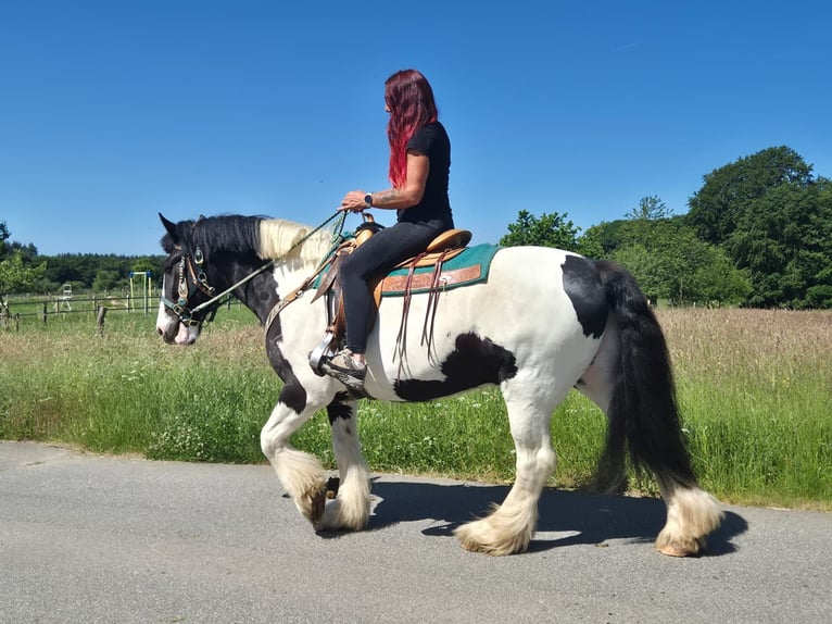 Sonstige Rassen Wallach 7 Jahre 153 cm Schecke in Linkenbach