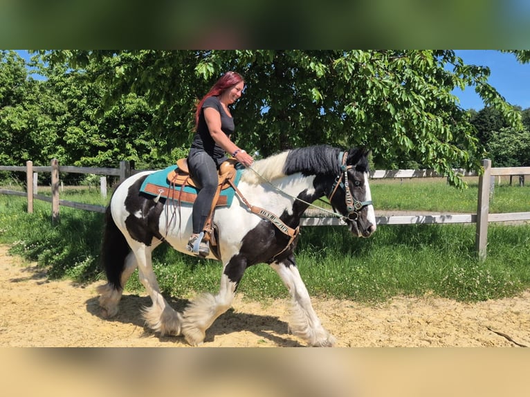 Sonstige Rassen Wallach 7 Jahre 153 cm Schecke in Linkenbach