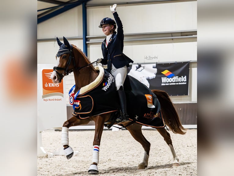 Sonstige Rassen Wallach 7 Jahre 155 cm  in Oost West en Middelbeers