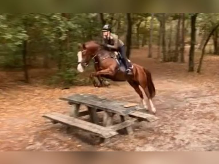 Sonstige Rassen Wallach 7 Jahre 155 cm  in Oost West en Middelbeers