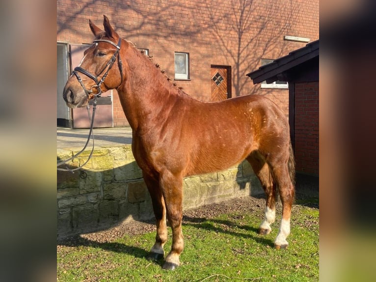 Sonstige Rassen Wallach 7 Jahre 155 cm Fuchs in Hopsten