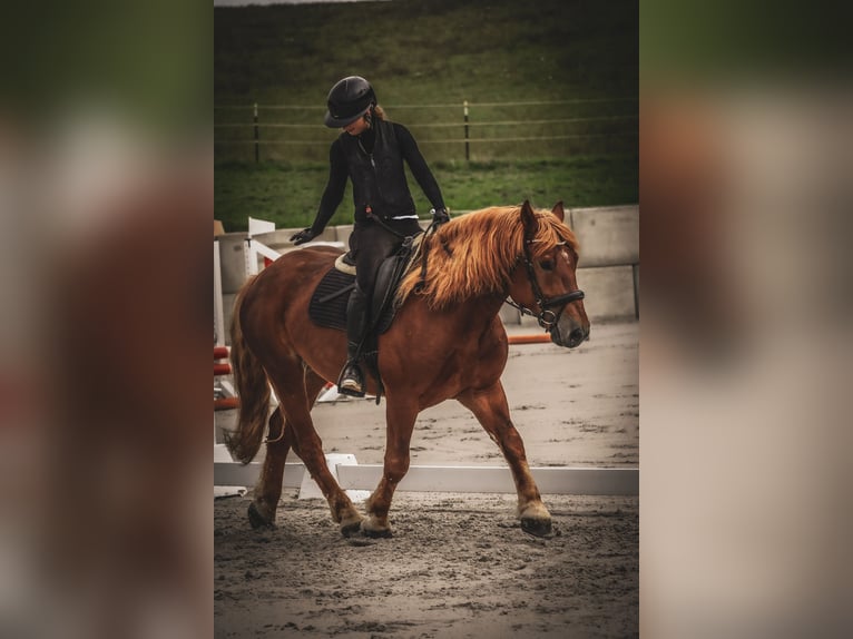 Sonstige Rassen Mix Wallach 7 Jahre 155 cm Fuchs in Nettersheim