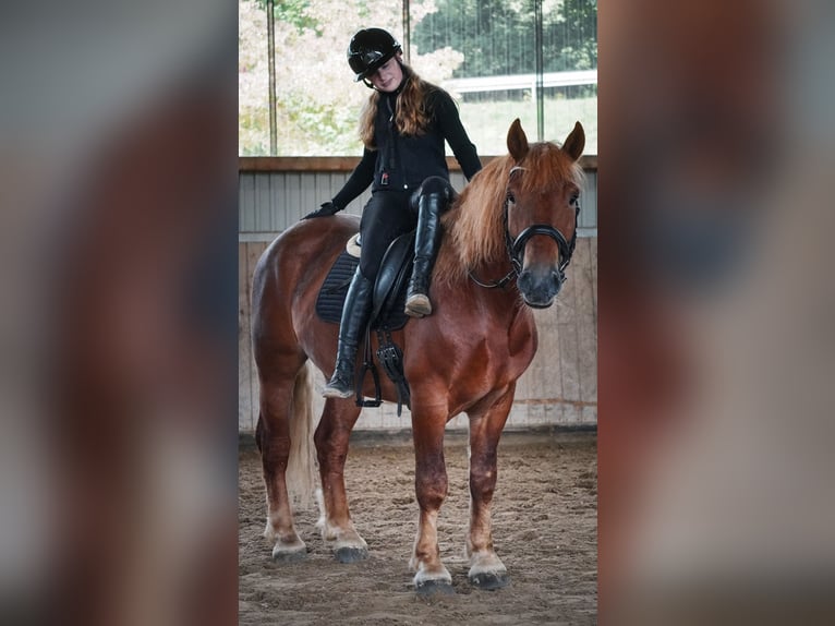 Sonstige Rassen Mix Wallach 7 Jahre 155 cm Fuchs in Nettersheim
