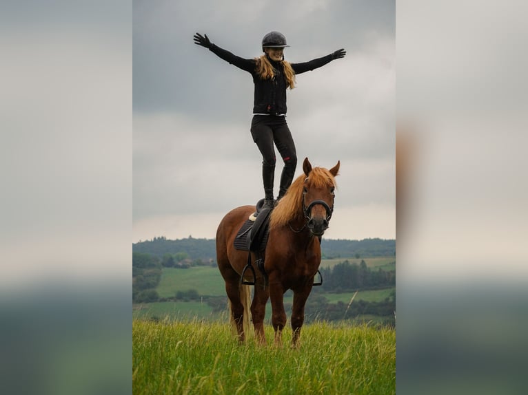 Sonstige Rassen Mix Wallach 7 Jahre 155 cm Fuchs in Nettersheim