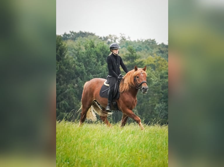 Sonstige Rassen Mix Wallach 7 Jahre 155 cm Fuchs in Nettersheim