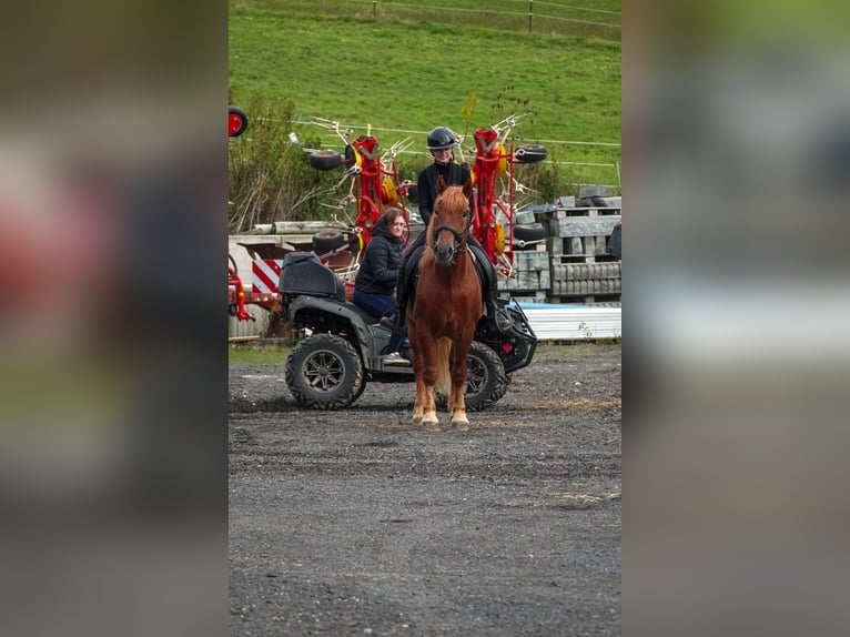 Sonstige Rassen Mix Wallach 7 Jahre 155 cm Fuchs in Nettersheim