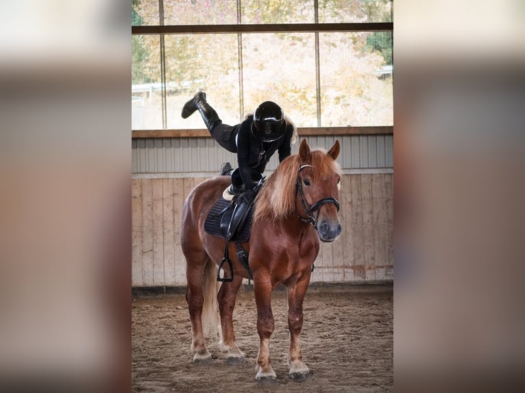 Sonstige Rassen Mix Wallach 7 Jahre 155 cm Fuchs in Nettersheim