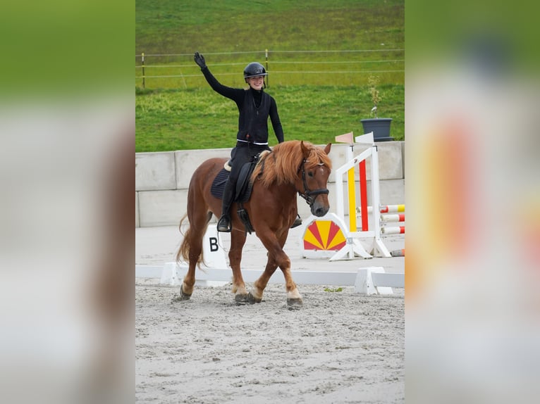 Sonstige Rassen Mix Wallach 7 Jahre 155 cm Fuchs in Nettersheim
