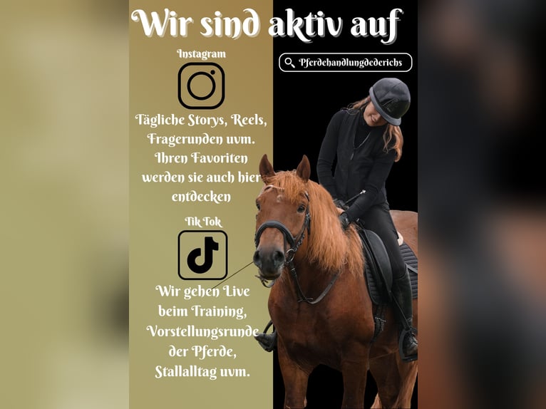 Sonstige Rassen Mix Wallach 7 Jahre 155 cm Fuchs in Nettersheim