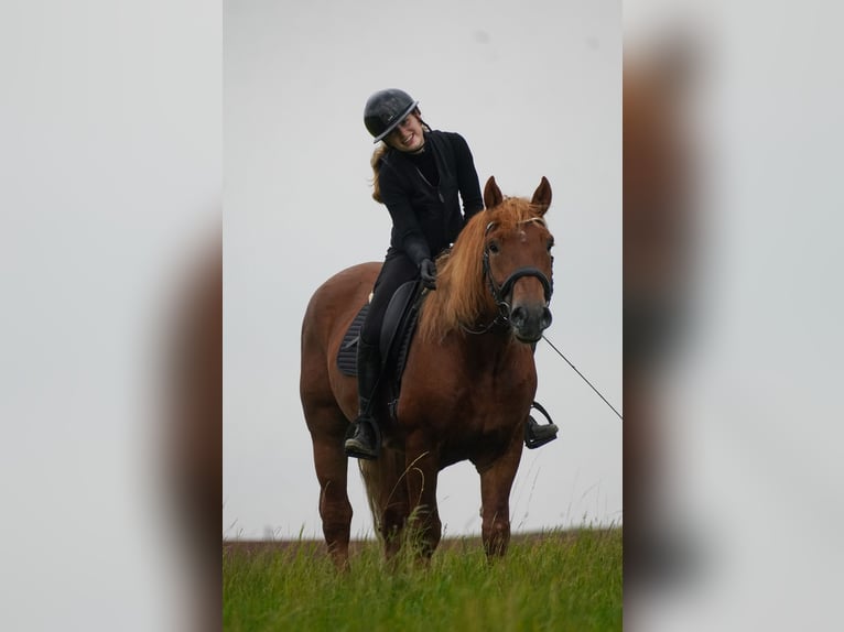 Sonstige Rassen Mix Wallach 7 Jahre 155 cm Fuchs in Nettersheim