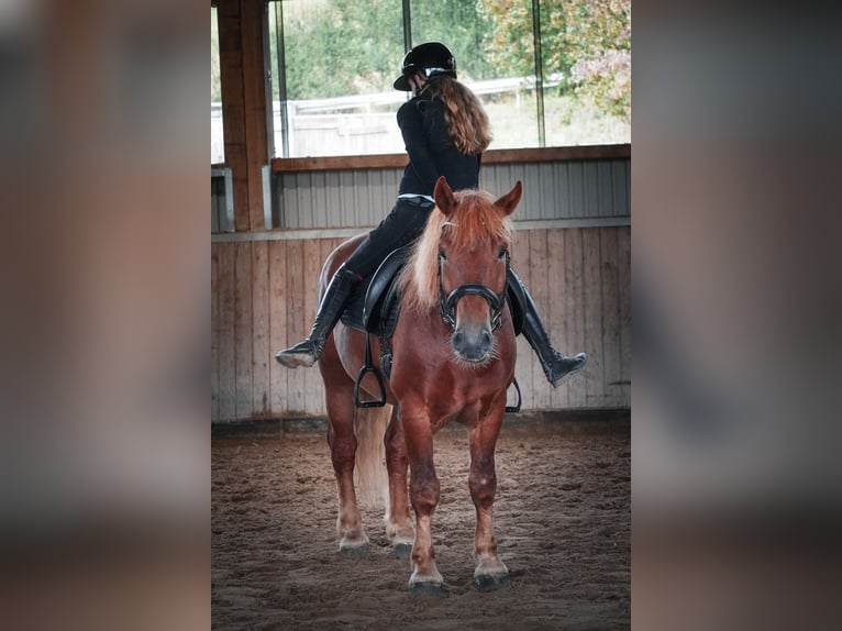Sonstige Rassen Mix Wallach 7 Jahre 155 cm Fuchs in Nettersheim