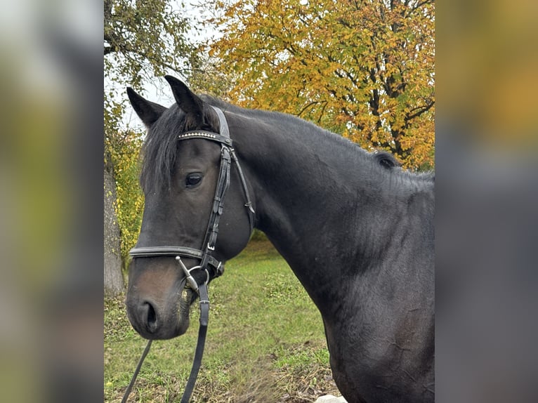 Sonstige Rassen Mix Wallach 7 Jahre 158 cm Rappe in Haag Dorf