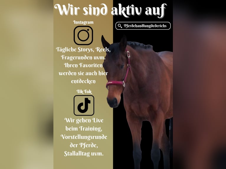 Sonstige Rassen Wallach 7 Jahre 160 cm Brauner in Nettersheim