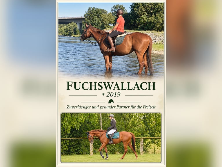 Sonstige Rassen Wallach 7 Jahre 160 cm Fuchs in Gera
