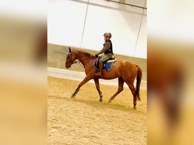 Sonstige Rassen Wallach 7 Jahre 160 cm Fuchs in Gera