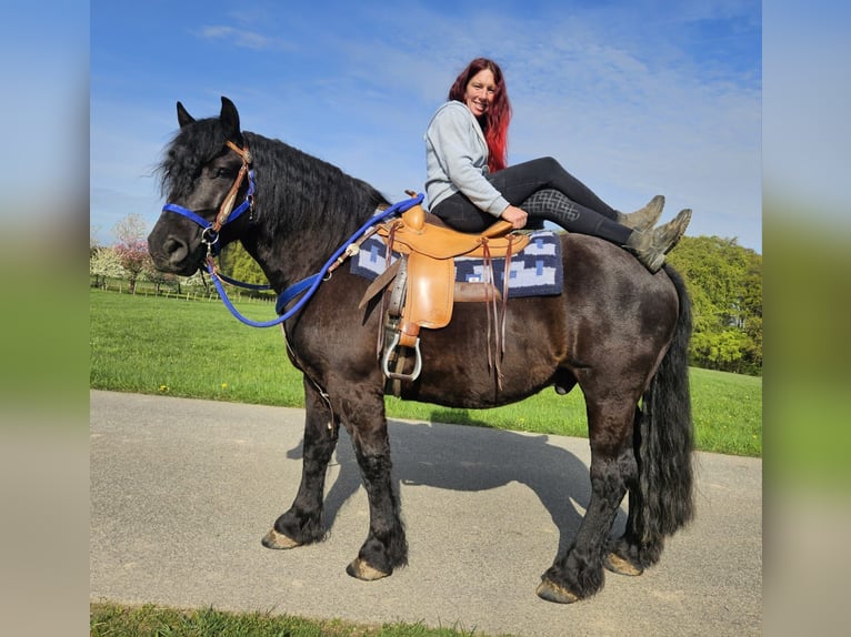 Sonstige Rassen Wallach 7 Jahre 160 cm Rappe in Linkenbach