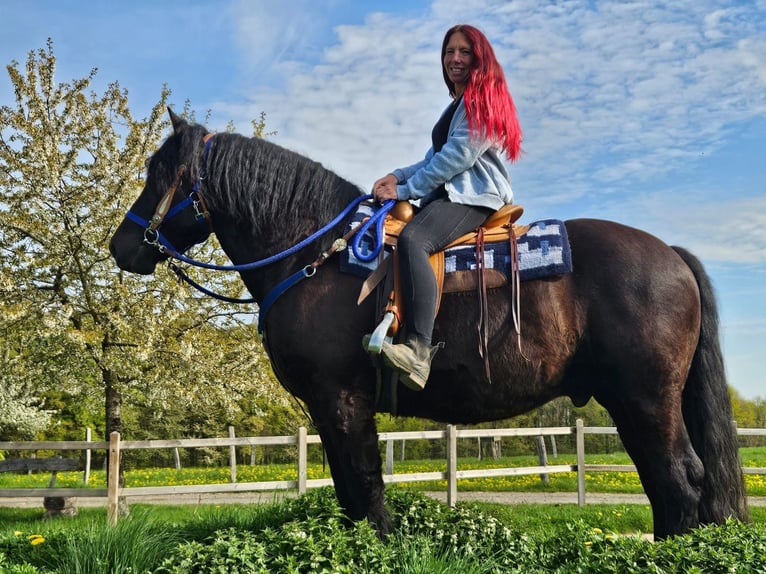 Sonstige Rassen Wallach 7 Jahre 160 cm Rappe in Linkenbach