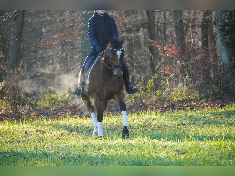 Sonstige Rassen Wallach 7 Jahre 162 cm Brauner in Nettersheim