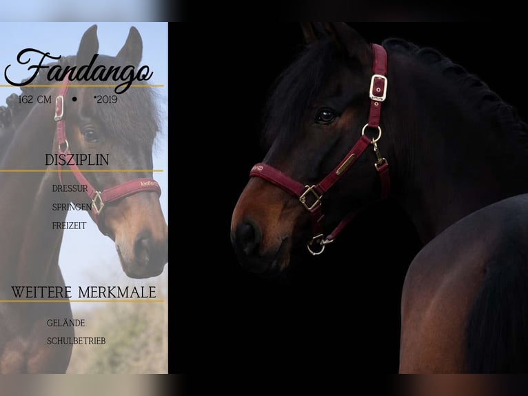 Sonstige Rassen Wallach 7 Jahre 162 cm Schwarzbrauner in Nettersheim